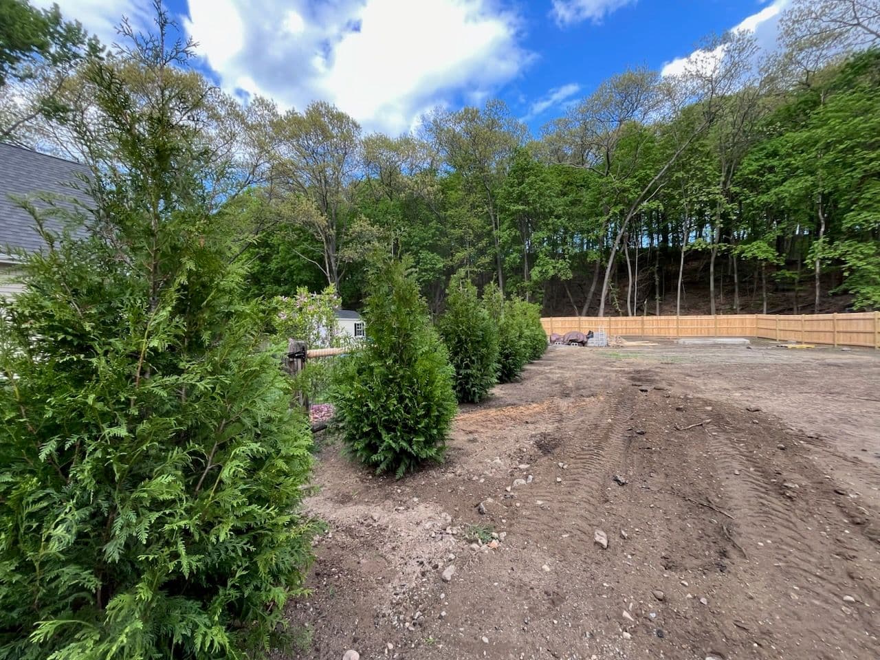 Transforming Ipswich with Steeplechase Arborvitae