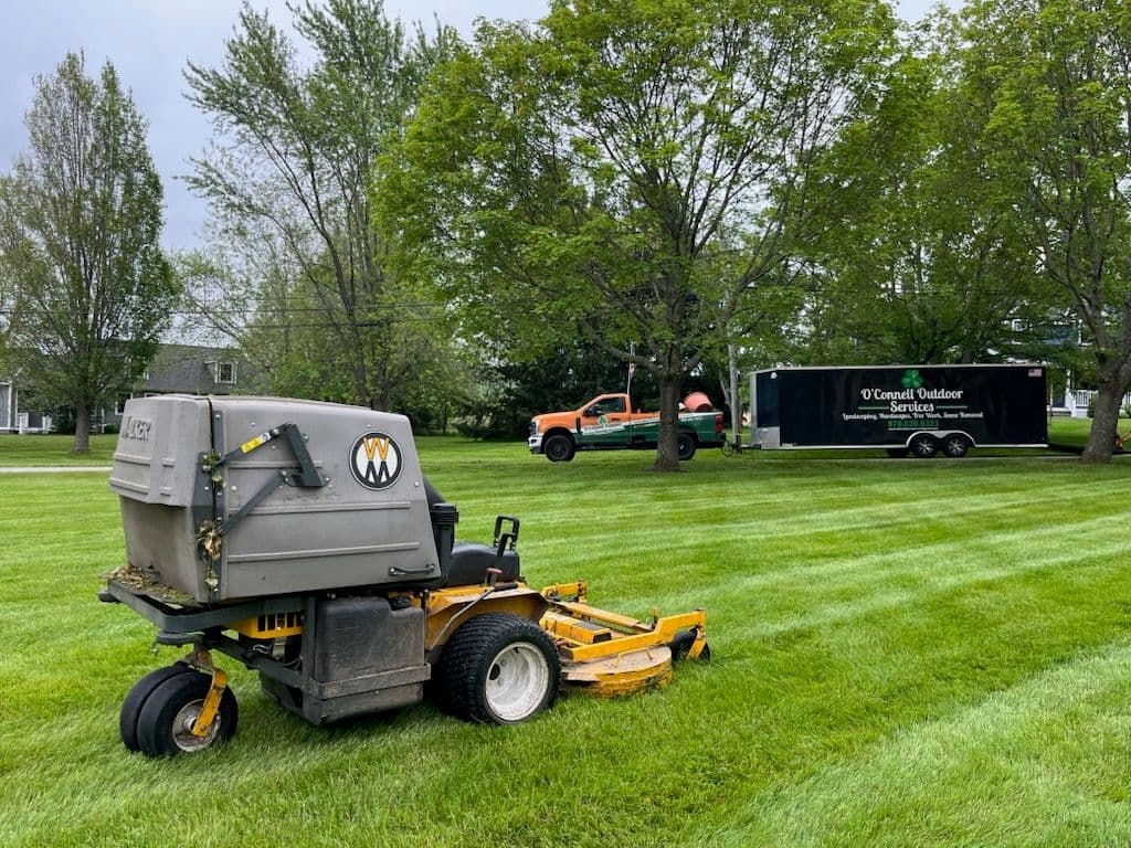 Project Transforming Ipswich Lawns with Expert Care image